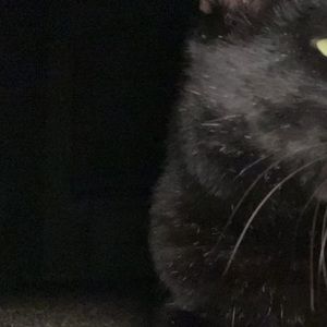 Meet your Posher, Grace